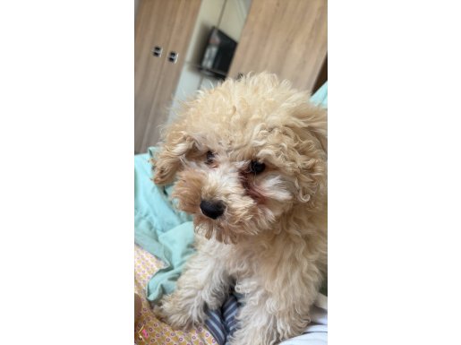 toy poodle