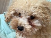 toy poodle