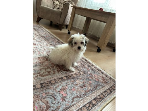 4 aylık dişi maltipoo