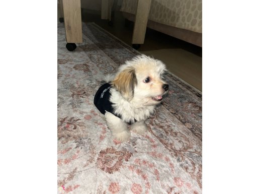 4 aylık dişi maltipoo kızım