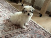 4 aylık dişi maltipoo