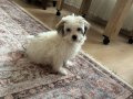 4 aylık dişi maltipoo