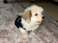 4 aylık dişi maltipoo kızım