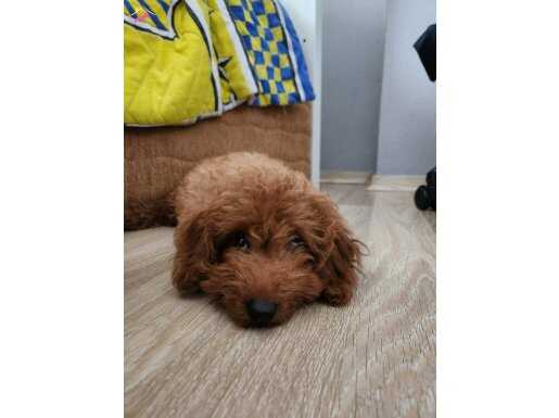 Toy poodle 