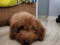 Toy poodle 