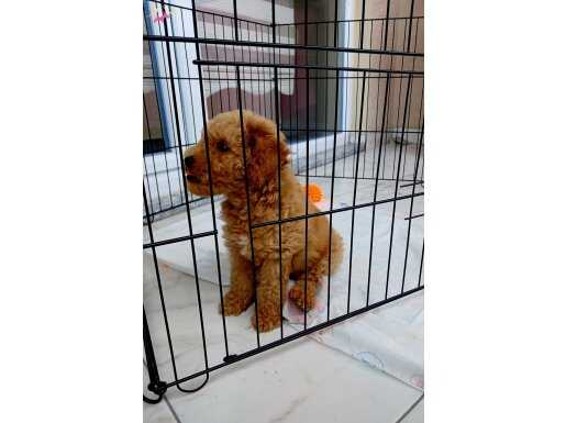 3 aylık, ped eğitimli ,komut eğitimi almış, Toy poodle. 