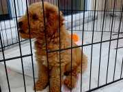 3 aylık, ped eğitimli ,komut eğitimi almış, Toy poodle. 