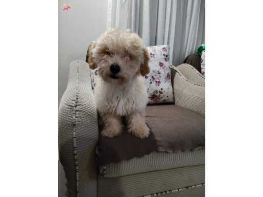 Yavru maltipoo