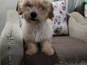 Yavru maltipoo