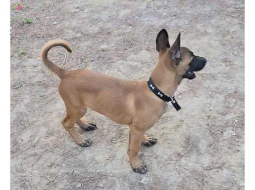 3 aylik safkan malinois