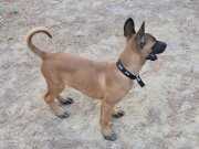 3 aylik safkan malinois