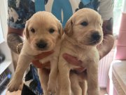 Golden Retriever orijinal safkan bebeklerimiz 