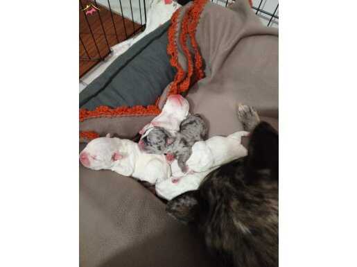 Yeni doğan french bulldog 