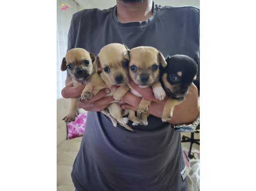 Chihuahua Yavrularımız Henüz 1 Aylık