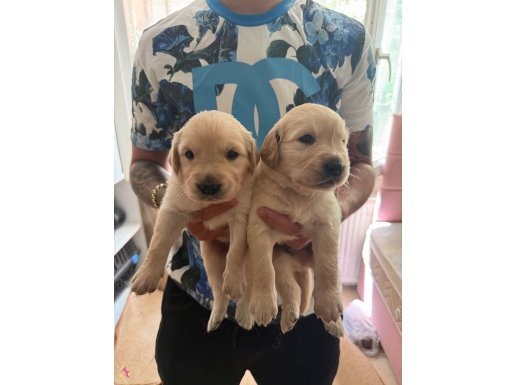 Golden Retriever dişi erkek orjinal bebeklerimiz