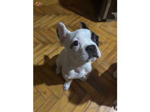 Oyuncu Ev Dostu Frenchbulldog