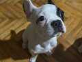 Oyuncu Ev Dostu Frenchbulldog