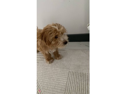 3 aylık MALTİPOO yavrusu