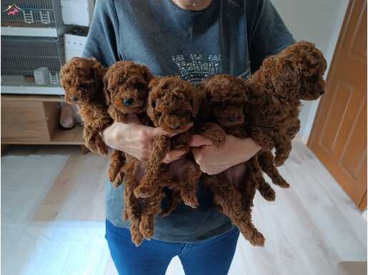 Ev ortamı dogumlu toypoodle 