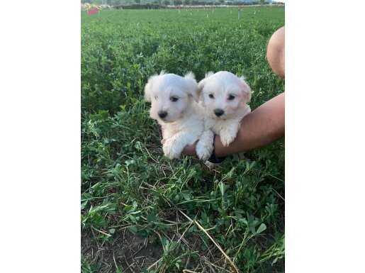 Safkan bichon bebekler 