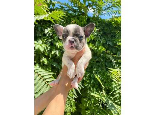 Ev ortamı dogumlu french bulldog bebeklerim 