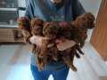 Ev ortamı dogumlu toypoodle 