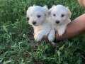 Safkan bichon bebekler 