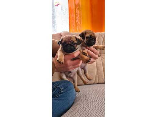PUG MOPS KREM SAFKAN