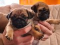 PUG MOPS KREM SAFKAN