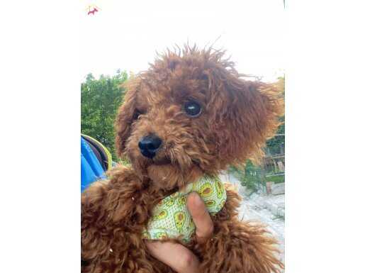 MİNİ POODLE 