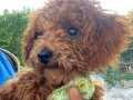 MİNİ POODLE 