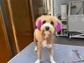 ÇİPLİ 1.5 YAŞINDA MALTİPOO