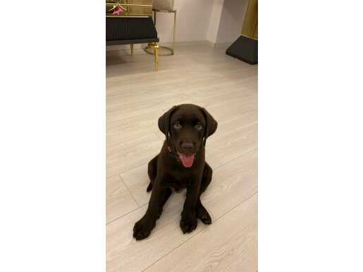 Alerjim olduğu için acil 3,5 aylık yavru Labrador