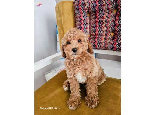 Aileden toypoodle