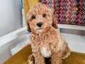 Aileden toypoodle