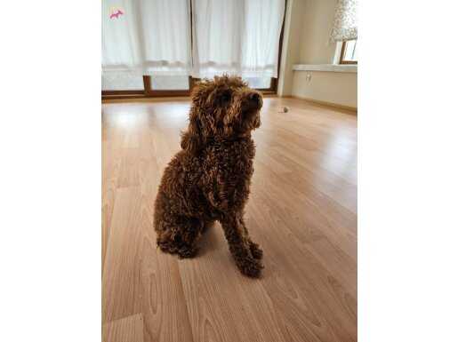 TÜM AŞILARI TAM POODLE ! 