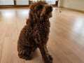 TÜM AŞILARI TAM POODLE ! 