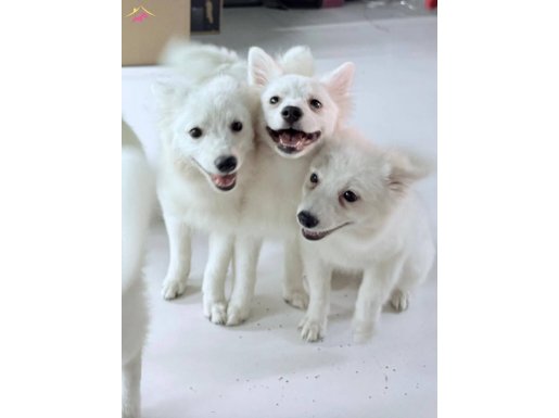 3 aylık spitz yavrularımız sahiplerini arıyor.
