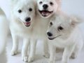 3 aylık spitz yavrularımız sahiplerini arıyor.