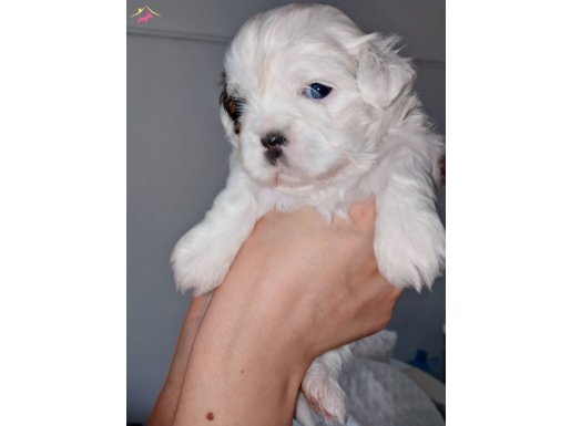 2,5 aylık erkek shih tzu yavru 