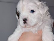 2,5 aylık erkek shih tzu yavru 