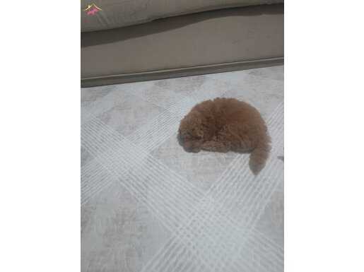 2 aylık eğitimli  toy poddle yeni eğitim başladı erkek yavru