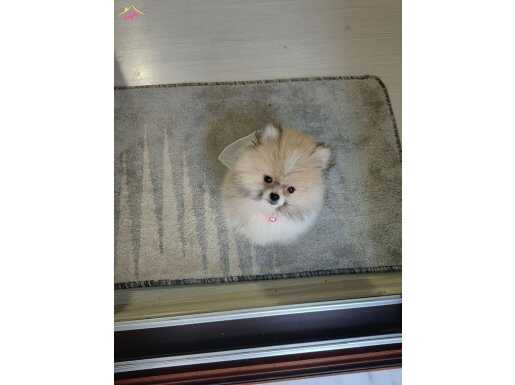 Minyatür Boo