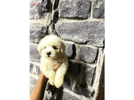 BÜYÜMEYEN MALTESE YAVRULAR 