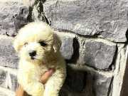YAVRU MALTESE KÖPEKLER 