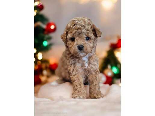 Poodle yavru