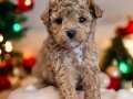 Poodle yavru