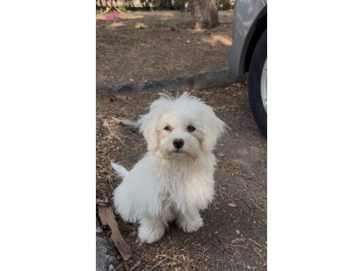 1.5 aylık safkan meltese terrier