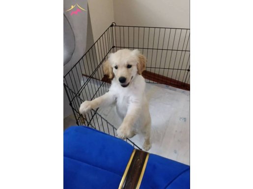 4 Aylık Dişi Golden