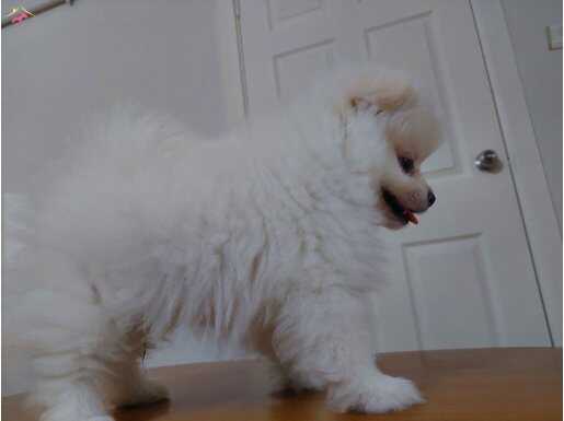 2.5 Aylık Pomeranian Boo/Güney Kore Üretimi